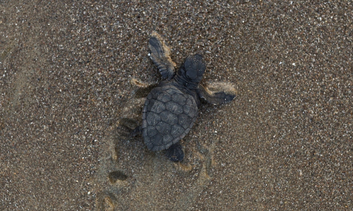 aa-20220904-28807103-28807100-mugla-sahillerinden-40-bin-yavru-caretta-caretta-denizle-bulusacak.jpg