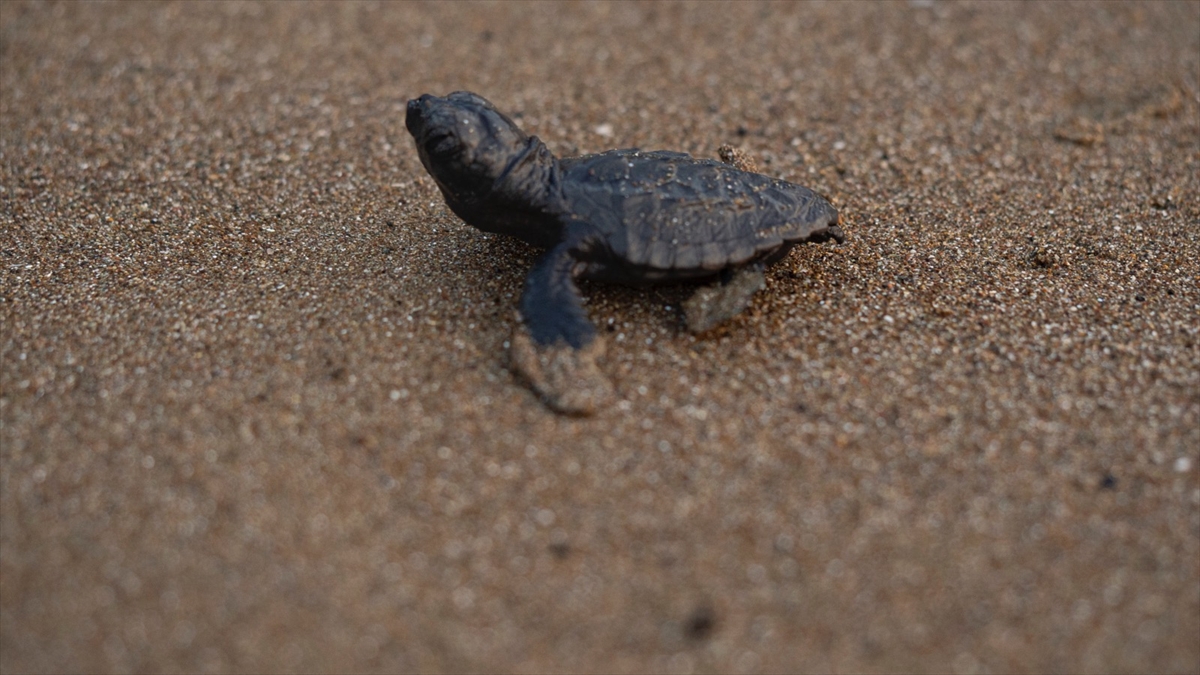 aa-20220904-28807103-28807101-mugla-sahillerinden-40-bin-yavru-caretta-caretta-denizle-bulusacak.jpg