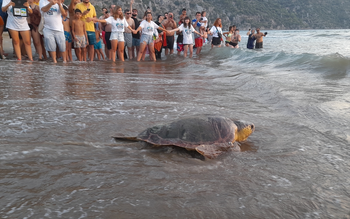 aa-20230826-32005323-32005321-tedavileri-tamamlanan-caretta-carettalar-denize-birakildi.jpg