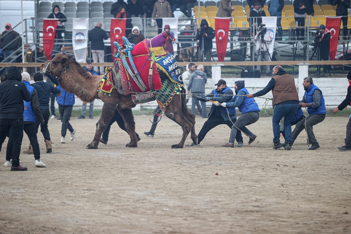 aa-20240121-33493584-33493576-42-efes-selcuk-deve-guresleri-festivali-yapildi.jpg