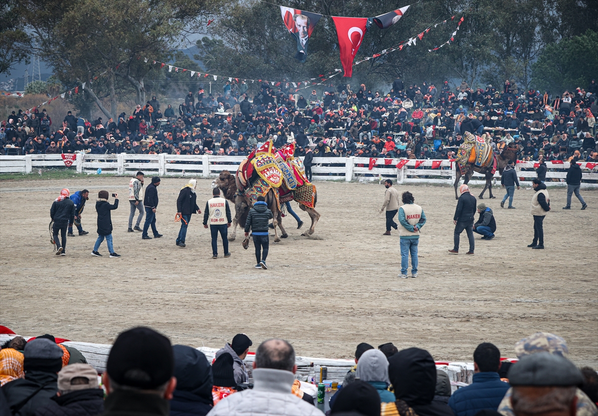 aa-20240121-33493584-33493577-42-efes-selcuk-deve-guresleri-festivali-yapildi.jpg