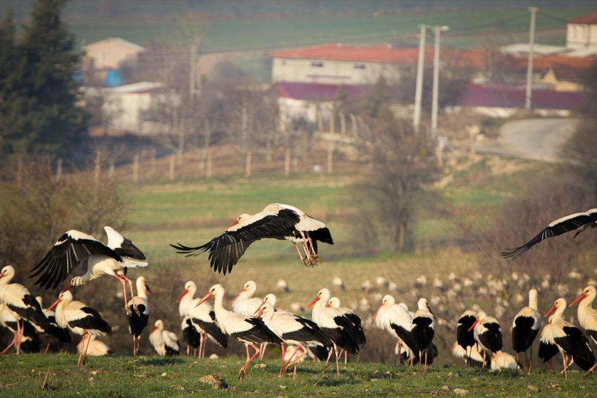 aa-20240318-34025300-34025298-ilkbaharin-habercisi-leylekler-kutahyada-konakladi.jpg