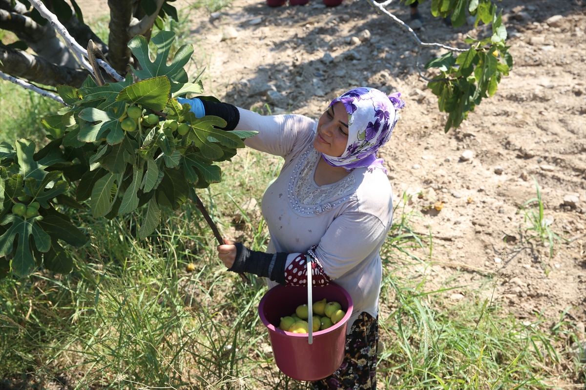 aa-20240719-35180902-35180891-sicakliklar-aydinda-incir-hasadini-15-gun-erkene-cekti.jpg