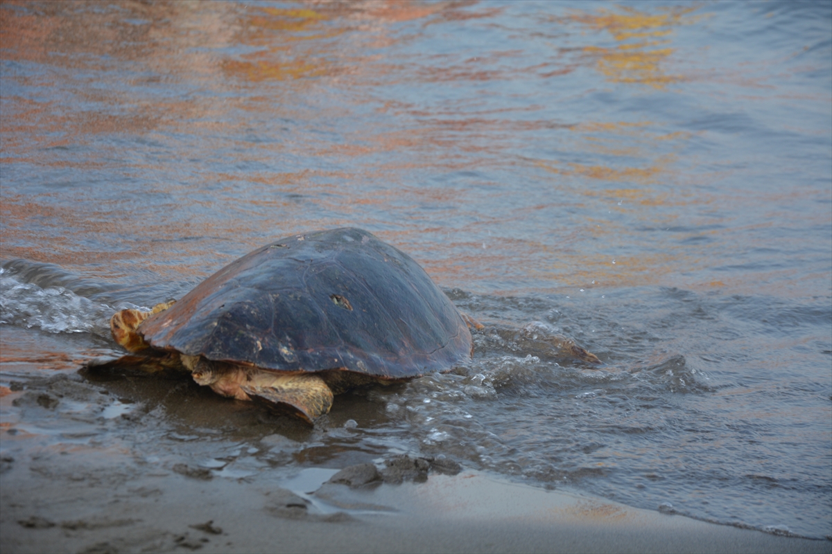 aa-20240719-35187331-35187326-muglada-tedavileri-tamamlanan-caretta-carettalar-denizle-bulustu.jpg