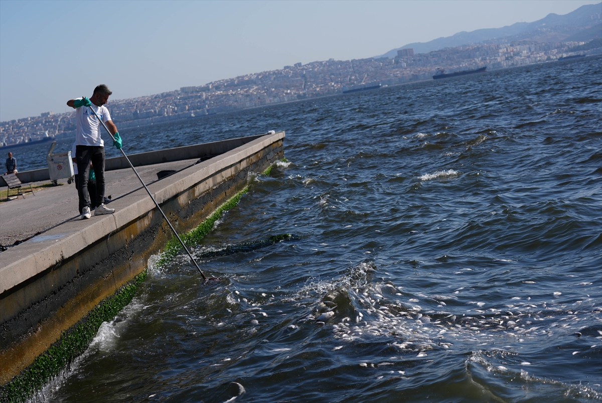 aa-20240909-35603864-35603850-izmir-korfezinde-balik-olumleri-devam-ediyor.jpg