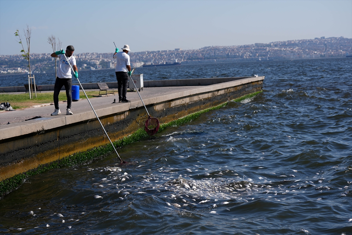 aa-20240909-35603864-35603851-izmir-korfezinde-balik-olumleri-devam-ediyor.jpg