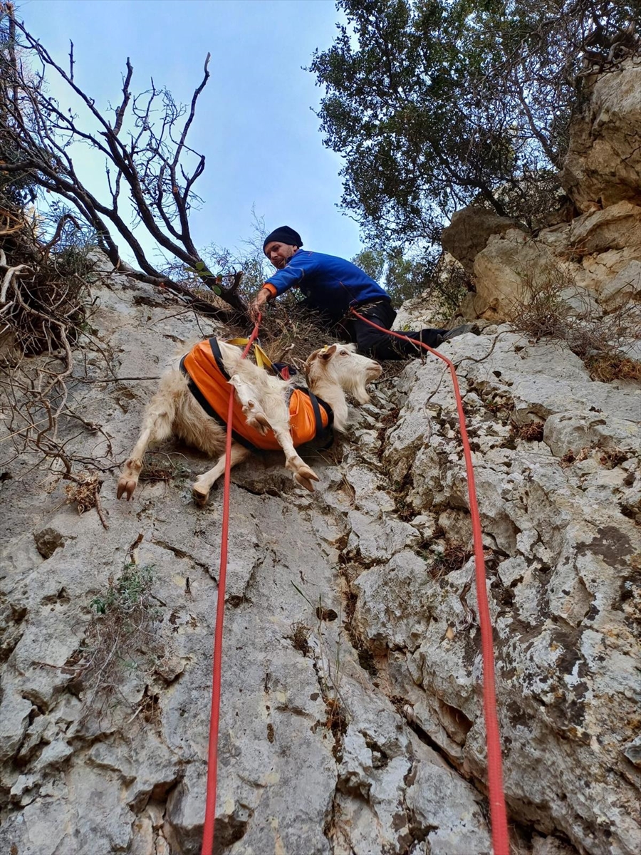 aa-20241110-36160127-36160125-izmirde-kayaliklarda-mahsur-kalan-keciyi-afad-ekipleri-kurtardi.jpg