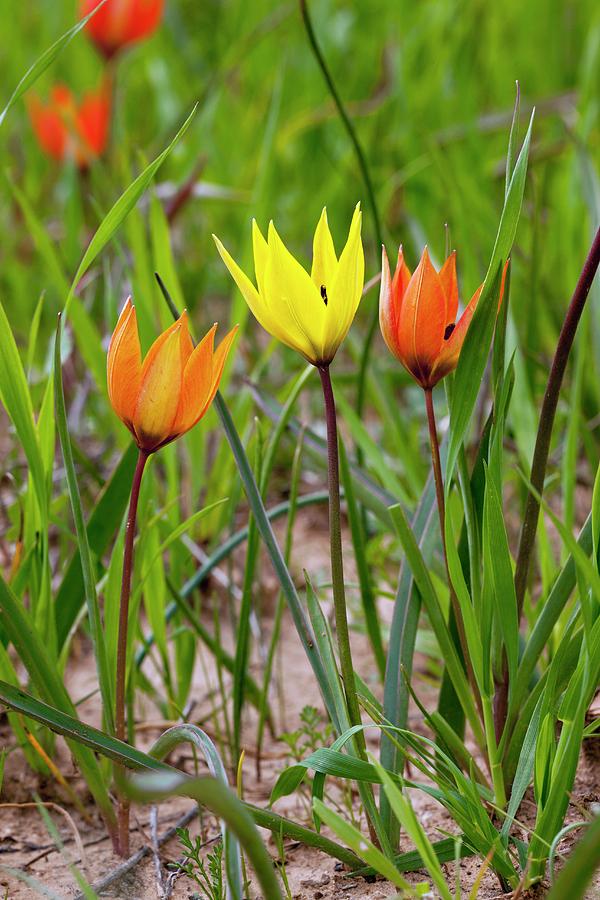 orange-wild-tulips-tulipa-orphanidea-bob-gibbons.jpg