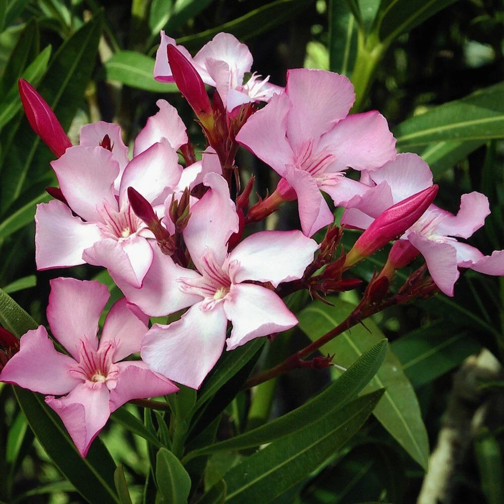 zakkum-nerium-oleander-2801.webp