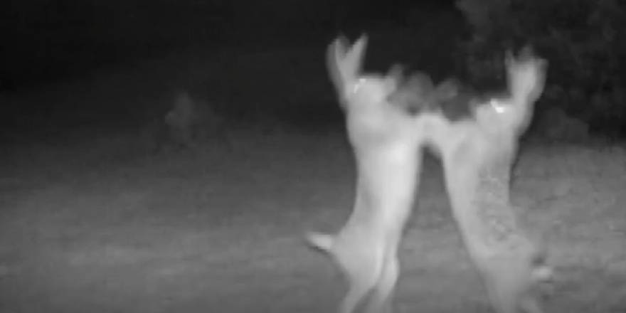 Tavşanların boks maçı fotokapana takıldı!