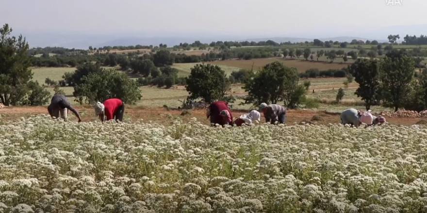 Tescilli Denizli kekiğinde hasat sürüyor