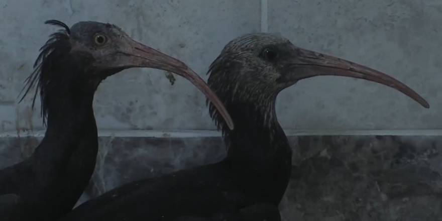 Nesli tükenme tehlikesi altındaki kelaynak ailesine 39 yavru katıldı