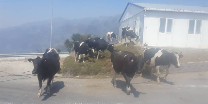 Süt tesisindeki yangında yol kenarındaki tır yandı