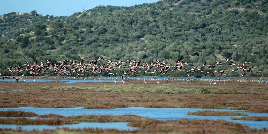 Flamingolar dron ile görüntülendi