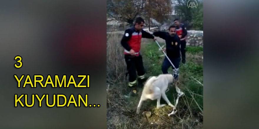 Hatay’da kuyuya düşen köpekleri itfaiye ekipleri kurtardı