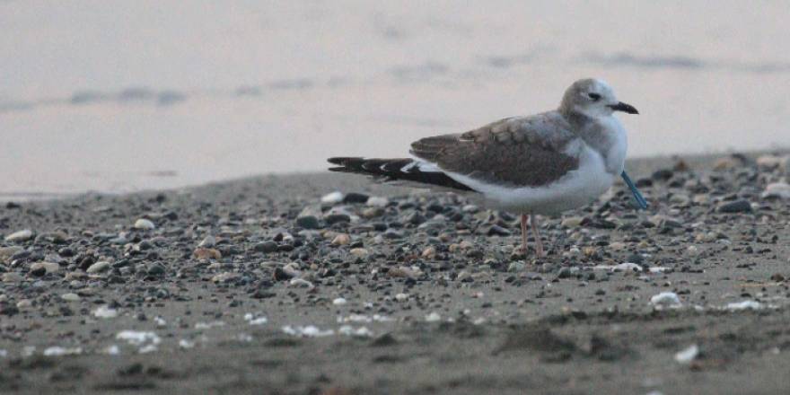 Hatay'da çatal kuyruklu martı görüntülendi
