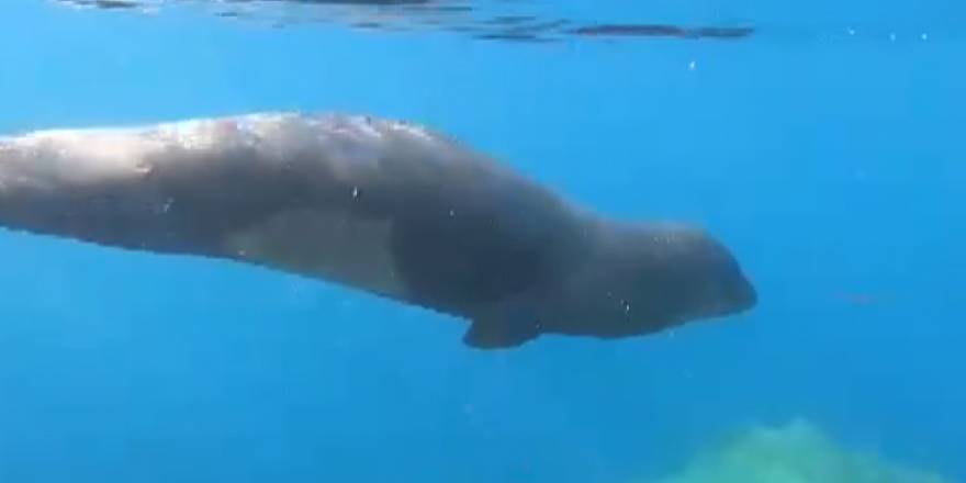 Bodrum'da amatör balıkçı, Akdeniz fokunu sualtı kamerasıyla görüntüledi