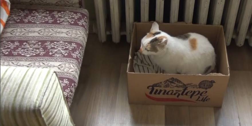 Kedi "Pamuk" okulun maskotu oldu