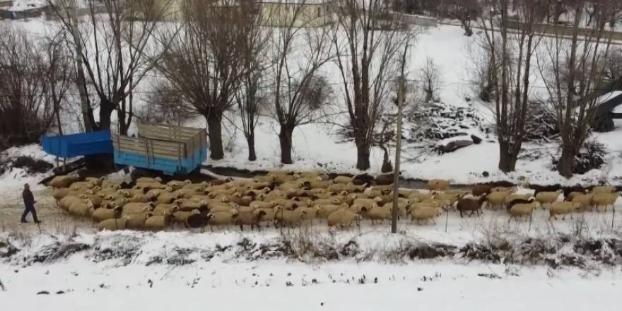 Göçerlerin ağıllardaki zorlu "kuzu" nöbeti