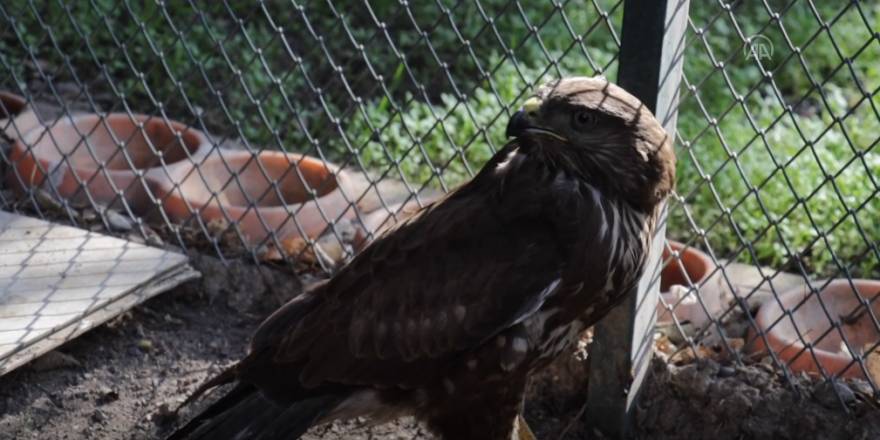 Osmaniye'de tedavisi tamamlanan kızıl şahin doğaya bırakıldı