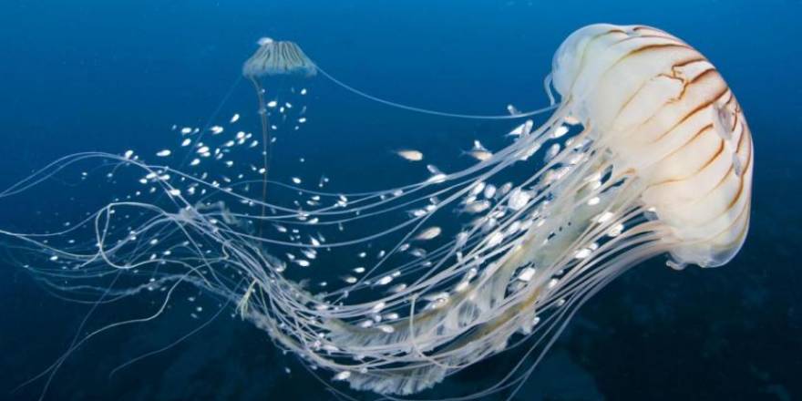 Mersin'de çok sayıda denizanası sahile vurdu