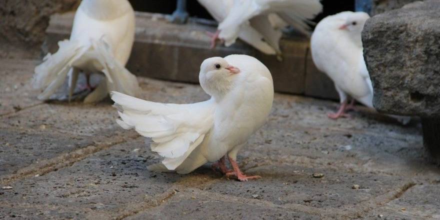 Güvercin güzellik yarışması!